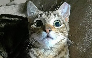 Say Hello To Marbles Kittens Cats Animals