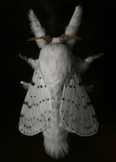 Adorable and Deadly: The Flannel Moth