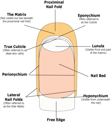 The Parts Of Fingernails Nails Pinterest Beauty The Parts Of Fingernails