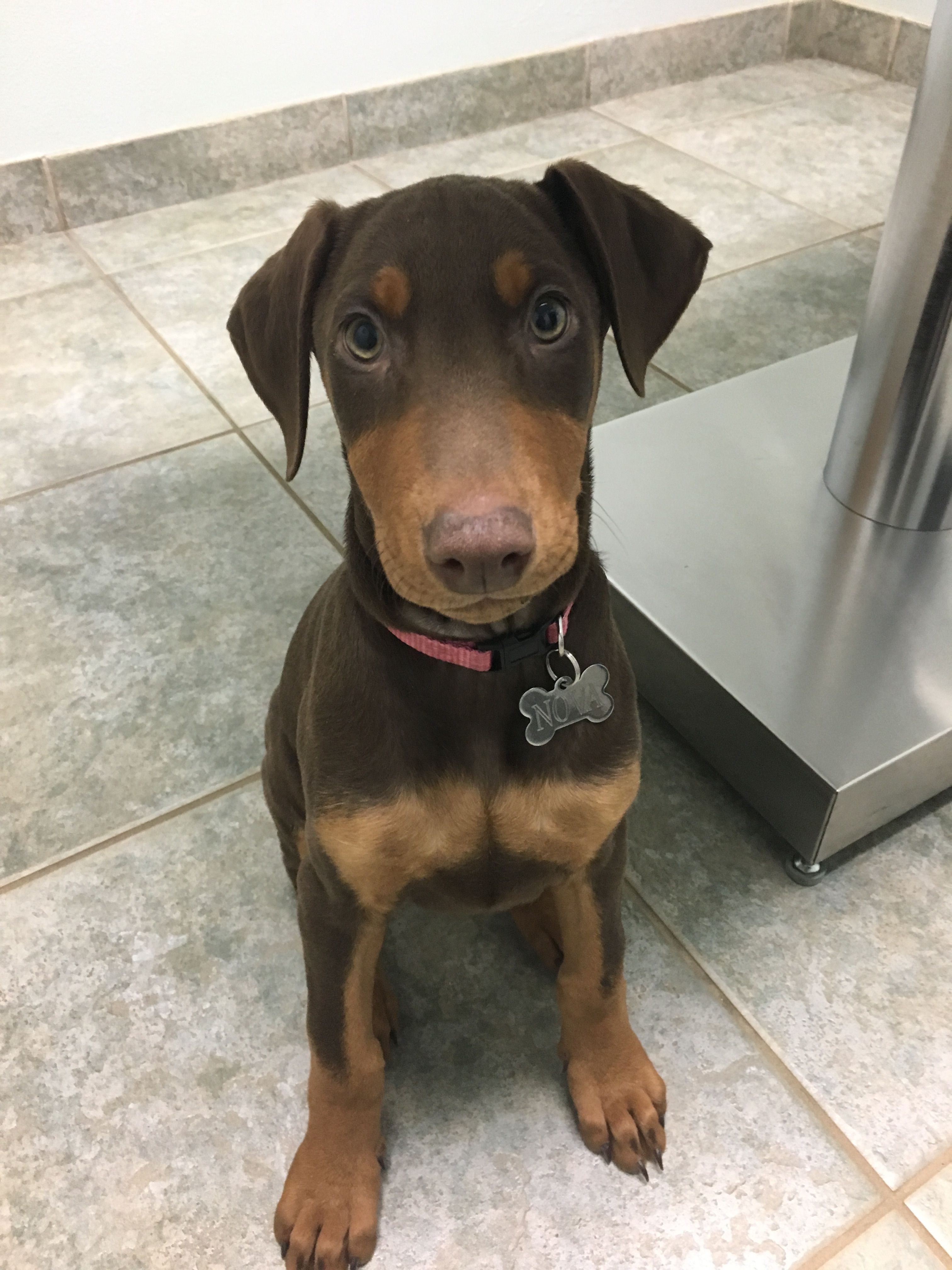 Red Female Doberman Doberman Female Dogs