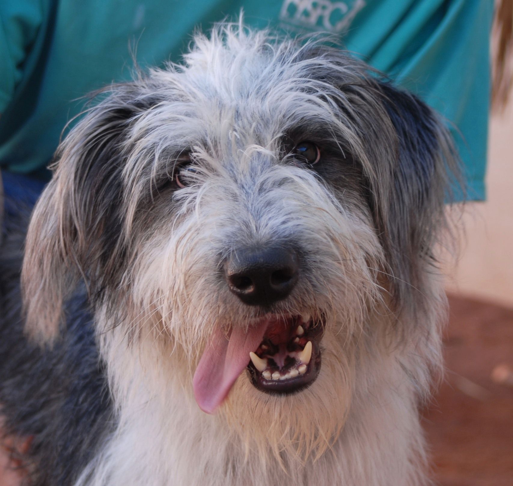 Rowdy Randy Is An Exuberant Youngster Debuting For Adoption Today