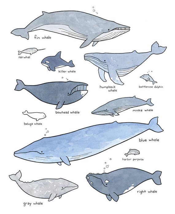 My take on the classic whale poster! A stylized chart of various whales and other marine mammals. Illustration drawn in ink and watercolors and labeled with common names in handwritten print.The whales and other cetaceans pictured are the fin whale, narwhal, killer whale (orca), humpback whale, bottlenose dolphin, bowhead whale, beluga whale, minke whale, blue whale, gray whale, and right whale.- Fine art print- Printed on heavyweight etching rag art paper- Hand signed and dated- Optional white Kids Room Art, Art Room, Animal Drawings, Art Drawings, Minke Whale, Humpback Whale, Whale Illustration, Whale Decor, Illustrations Posters