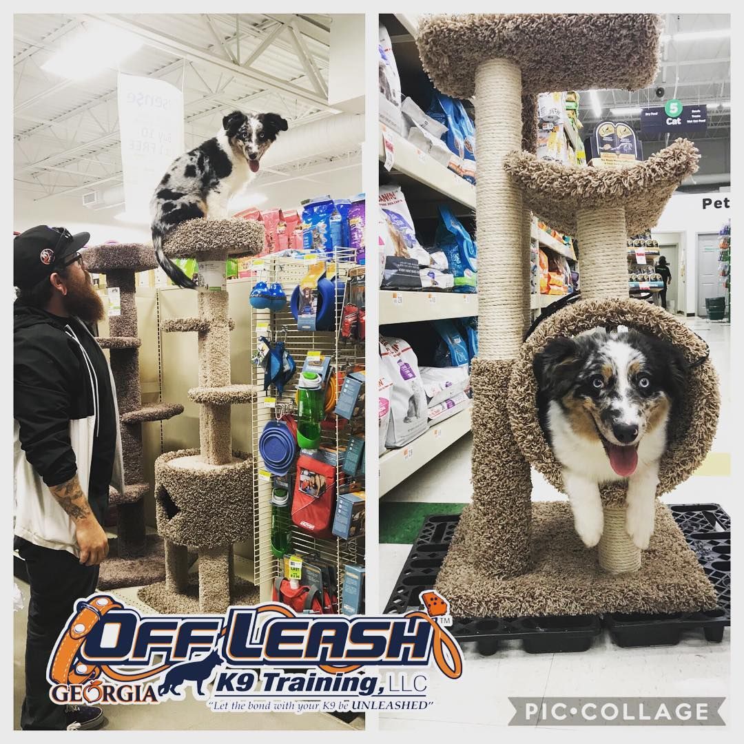 Off Leash K9 Training Georgia Is Thrilled To Bring World Class