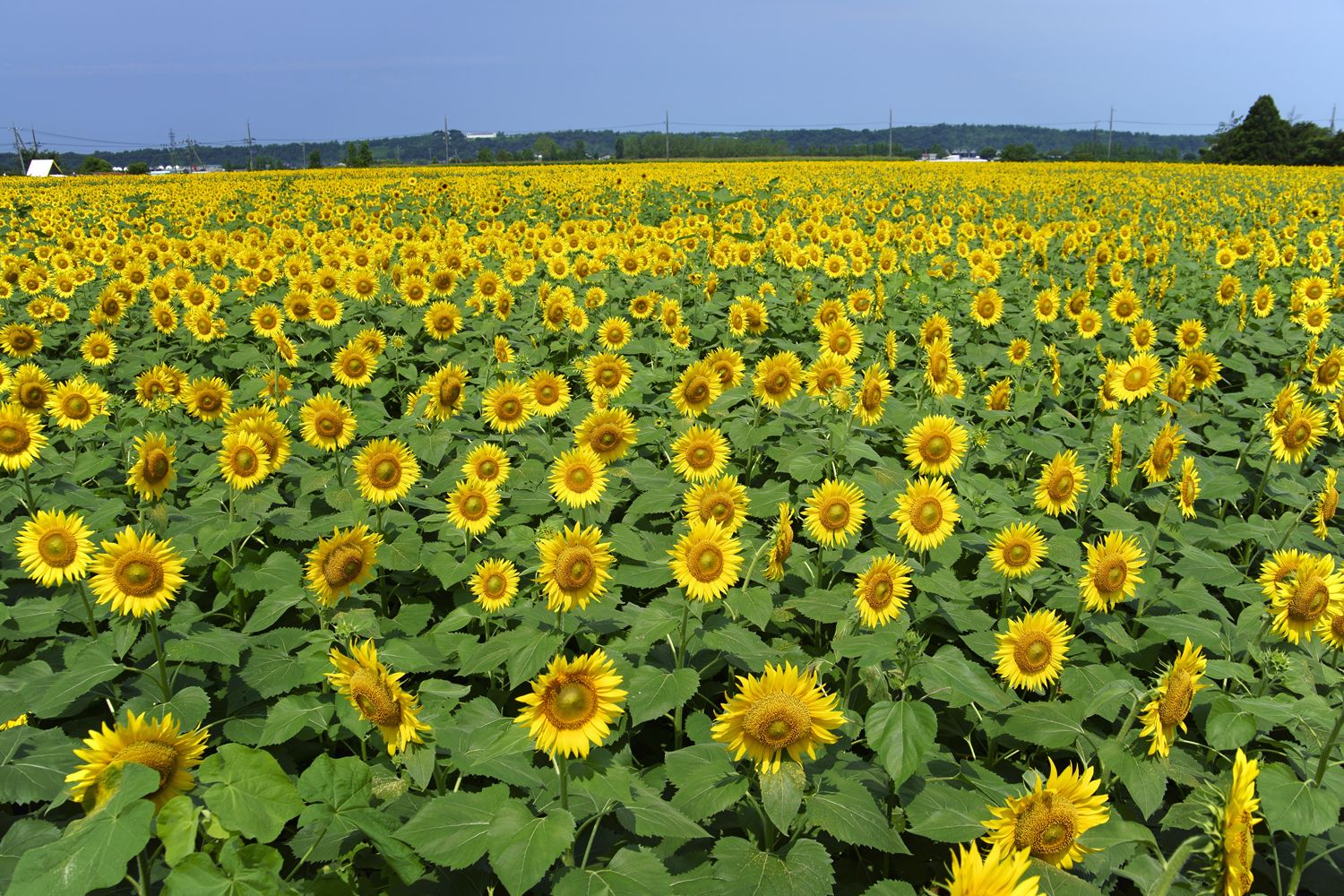 Sunflower Maze Sunflower Village Ishikawa Prefecture Tsubata ひまわり迷路 ひまわり村 石川県津幡町 ひまわり Sunflower Maze Sunflower Village Ishikawa Prefecture Tsubata ひまわり迷路 ひまわり村 石川県津幡町 ひまわり