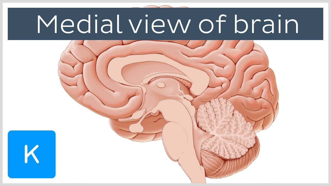 Medial view of the brain (preview) in 2020 | Anatomy, Brain parts, Brain
