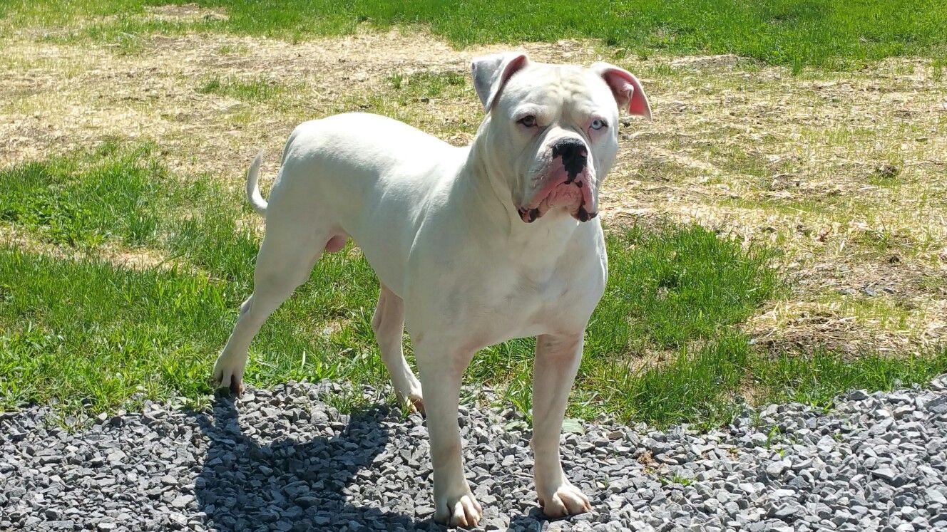 Ziggy Candy S American Bulldog Kennel American Bulldog Bulldog