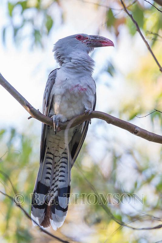 Channel Billed Cuckoo Scythrops Novaehollandiae Australia By Ausbatperson Channel Billed Cuckoo Scythrops Novaehollandiae Australia By Ausbatperson