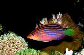 Six Line Wrasse Saltwater Aquarium Fish Aquarium Fish Saltwater Aquarium