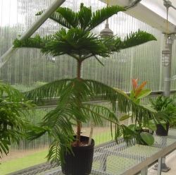 Norfolk Island Pine Tree Care Araucaria Heterophylla Green Norfolk Island Pine Tree Care Araucaria Heterophylla