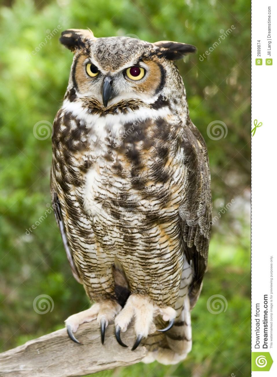 great horned owl download from over 50 million high quality stock