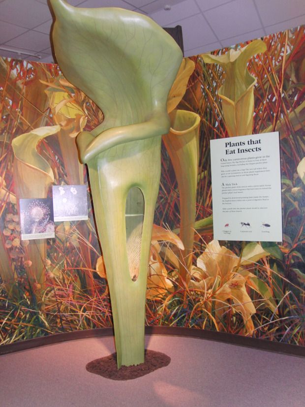 Big Thicket National Preserve Visitors Center, Kountz