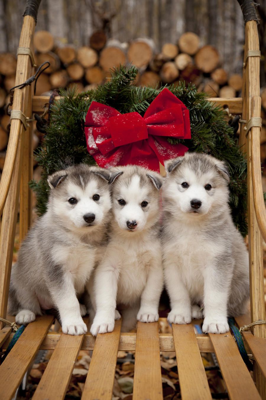Adopt Boz On Siberian Husky Dog Dogs Animals