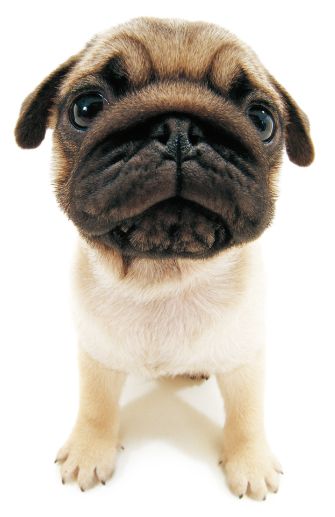 That Sweet Face Cute Pug Pictures Cute Pugs Pugs Kisses