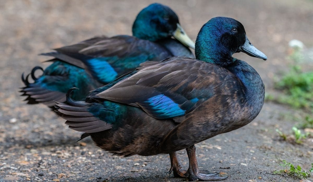 Article about ducks