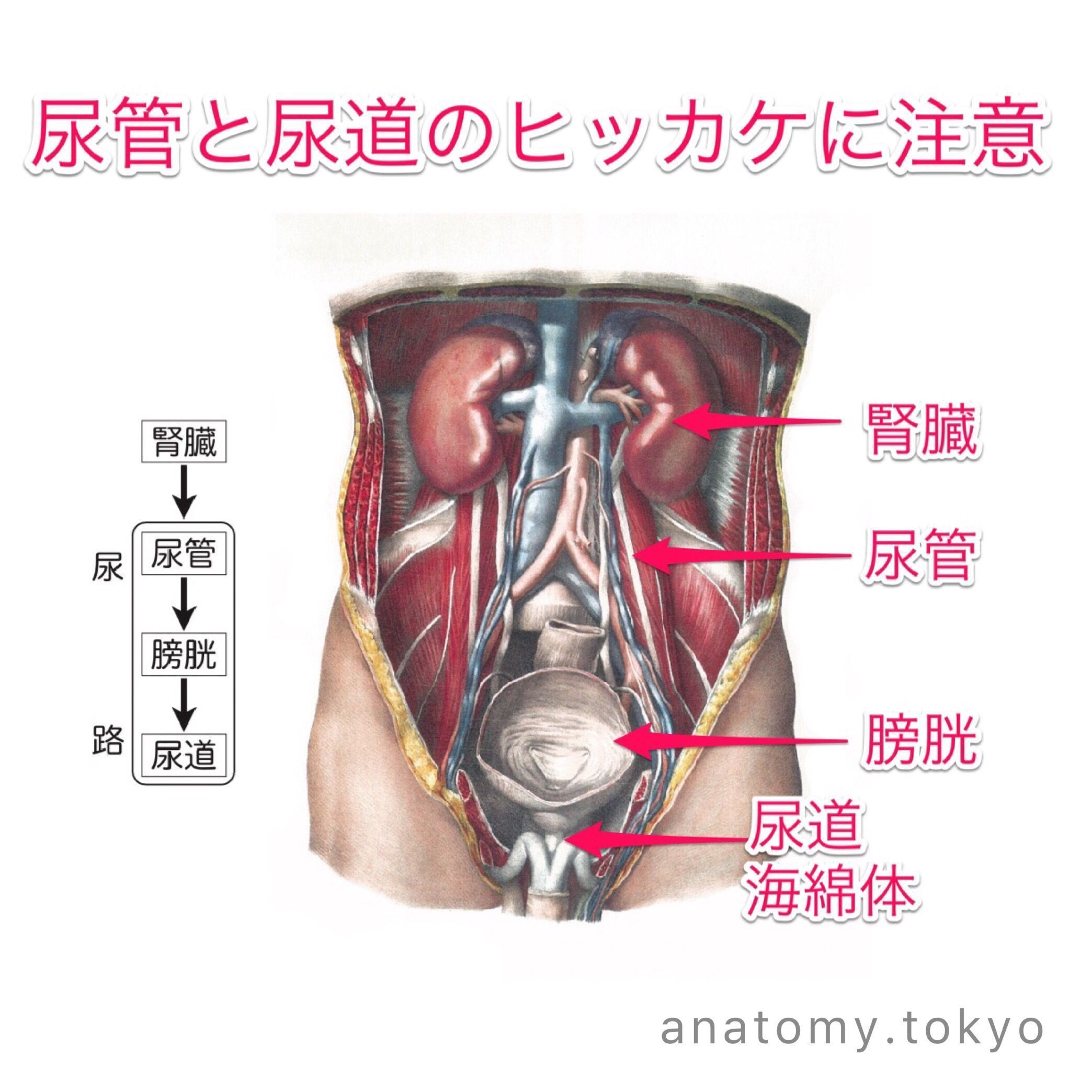 尿道は腎臓から膀胱へ尿を運ぶ 解答 尿管は腎臓から膀胱へ尿を運びます ヒッカケ注意 解剖学 泌尿器系 尿路 尿管 尿道 一問一答 Www Anatomy Tokyo Oqoa 80 90 E4 B8 80 E5 95 8f E4 B8 膀胱 尿道 東洋医学 尿道は腎臓から膀胱へ尿を運ぶ 解答 尿管は腎臓から膀胱へ尿を運びます ヒッカケ注意 解剖学 泌尿器系 尿路 尿管 尿道 一問一答 Www Anatomy Tokyo Oqoa 80 90 E4 B8 80 E5 95 8f E4 B8 膀胱 尿道 東洋医学