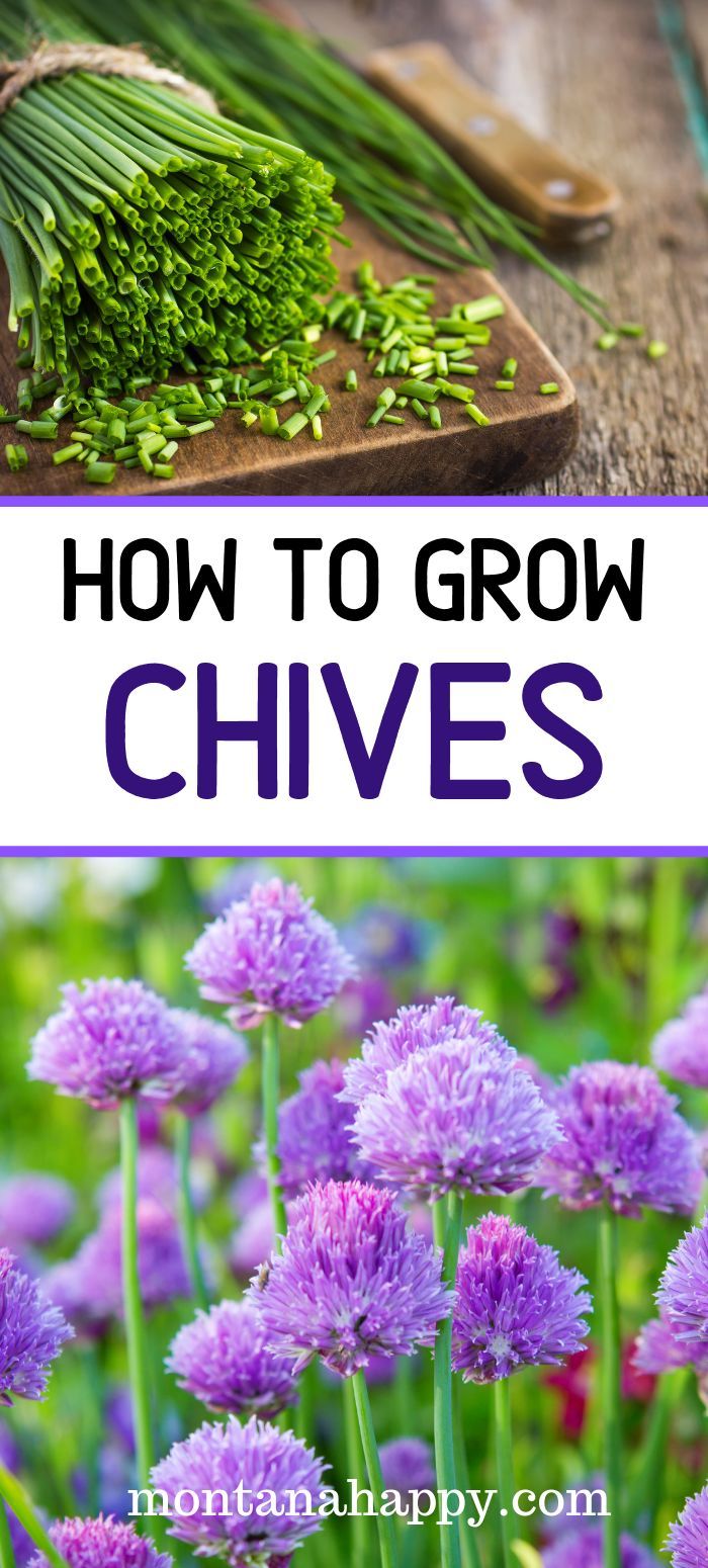 Want Beautiful Free Garden Indoor Plants Regrow Kitchen Scraps Like Mango Seed Avocado Pit Pineapple Top Le In 2021 Plants Grown In Water Plants Growing Plants