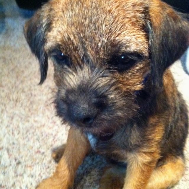 Cooper My Border Terrier At 4 Months Border Terrier Border
