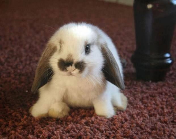 18 Idees De Lapin Belier Lapin Belier Lapin Photo Lapin 18 Idees De Lapin Belier Lapin Belier Lapin Photo Lapin