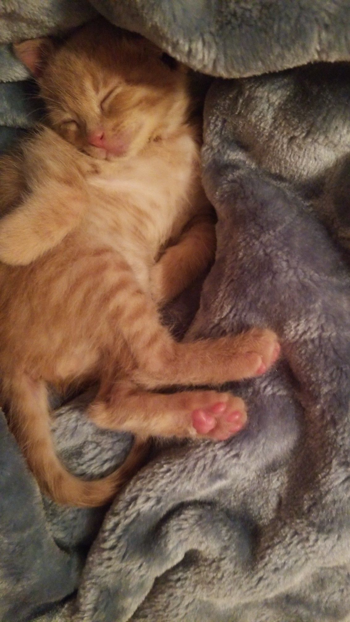 Sleepy Boy sleepy-boy