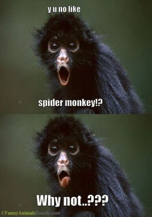 Spider Monkey Spider Monkey Monkey Squirrel Monkey