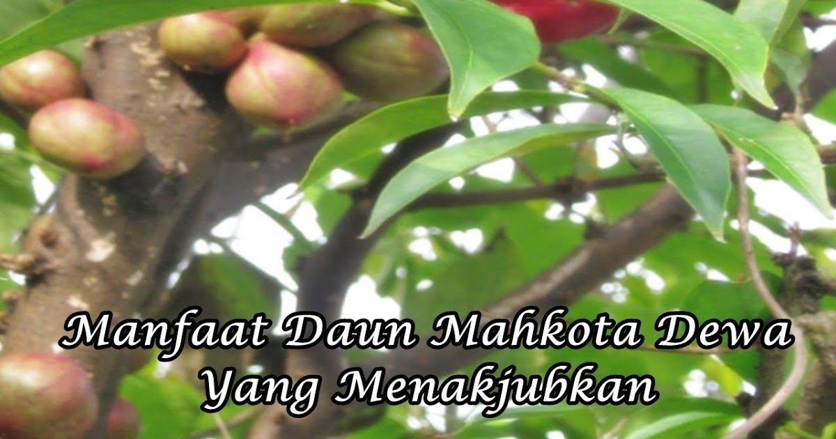 Tanaman Obat Manfaat Mahkota Dewa