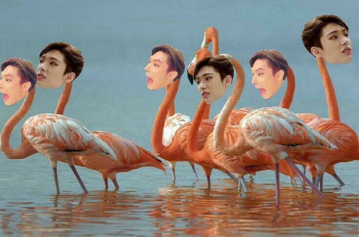 Ateez Zone Funny Kpop Memes Kpop Memes Kpop Funny