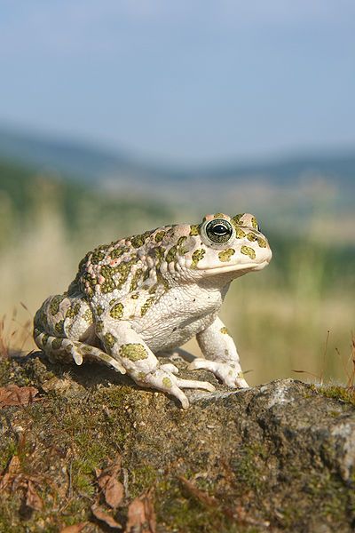 The European Green Toad is found in mainland Europe, it eats a variety of insects and invertebrates. These toads will change colour in response to heat and light. Female toads are larger than males and can lay up to 15,000 eggs at a time. The European Green Toad is found in mainland Europe, it eats a variety of insects and invertebrates. These toads will change colour in response to heat and light. Female toads are larger than males and can lay up to 15,000 eggs at a time.