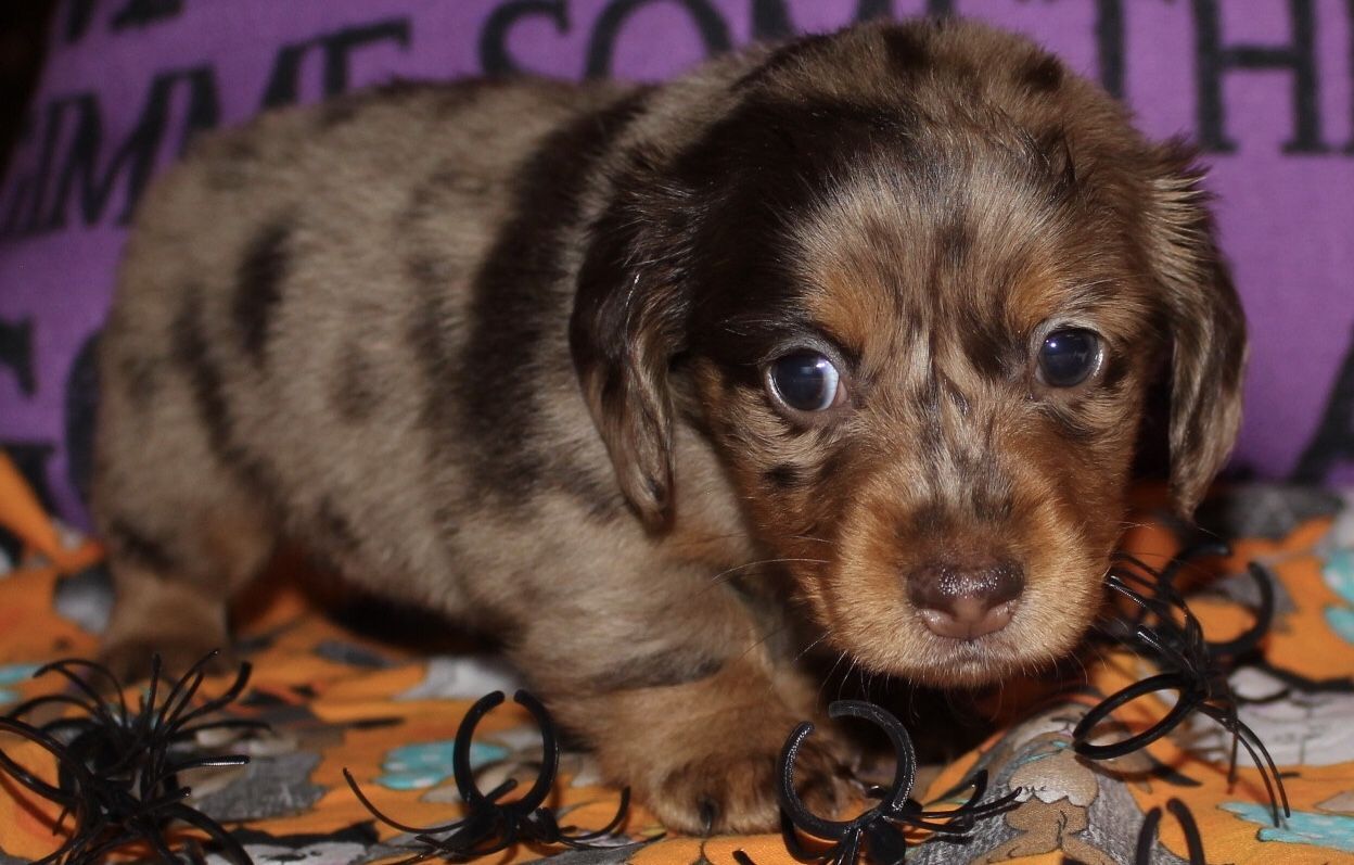 Chocolate dapple longhair miniature Dachshunds At Muddy river