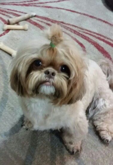 Shih Tzu Latte Who Can Resist That Face I Know I Can T Shih