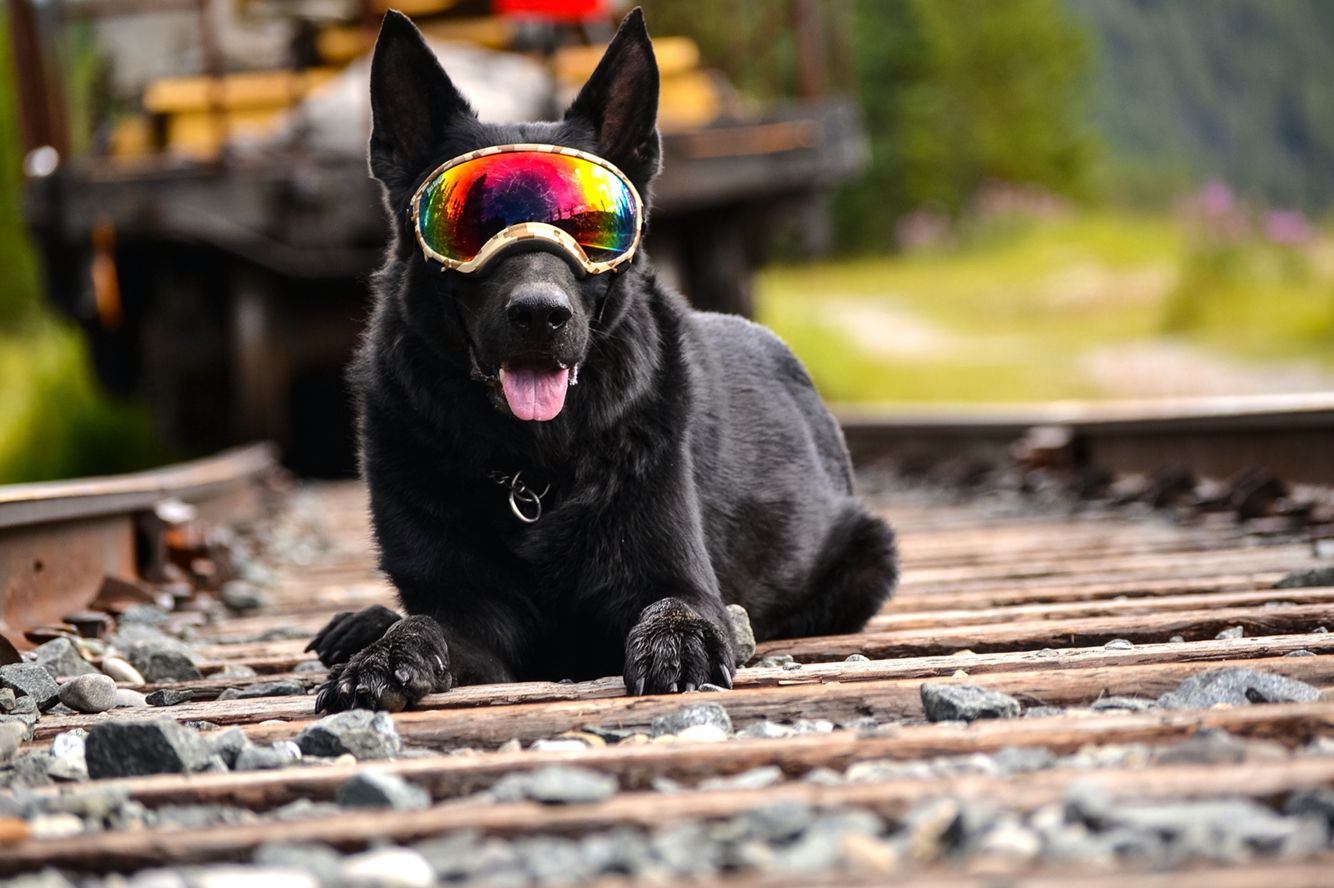 Black Dog Donned His Rex Specs In Lake Louise Alberta Black