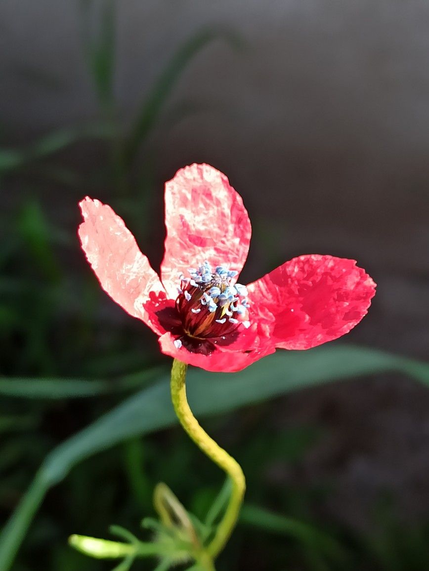 amapola papaver pin-op-flores