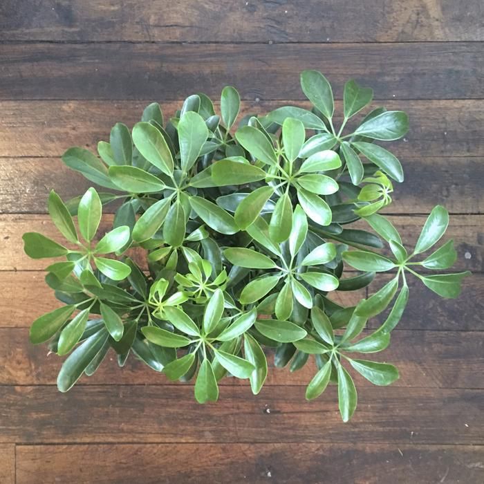 Indoor House Plants In Minneapolis Mn Master Bedroom Indoor House Plants In Minneapolis Mn