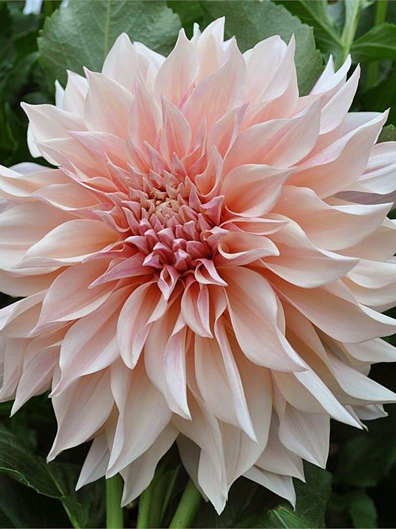 Dahlia Café Au Lait Dahlia Café Au Lait Planter Des Fleurs