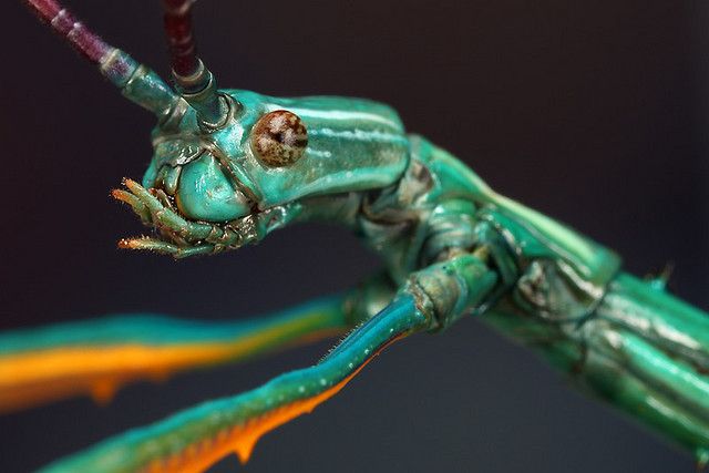 Achrioptera Fallax
