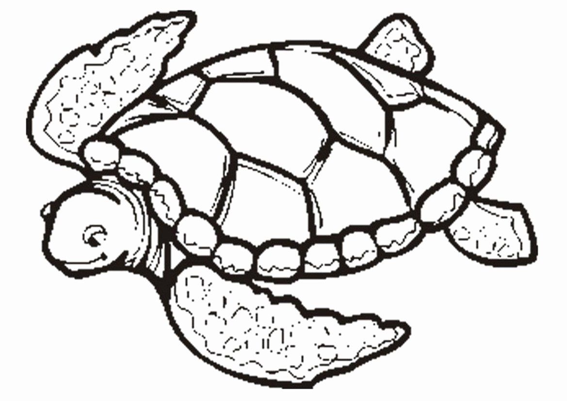 baby ninja turtle coloring pages baby ninja turtle coloring pages