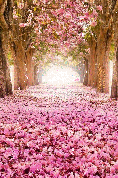 cherry blossom petals gif