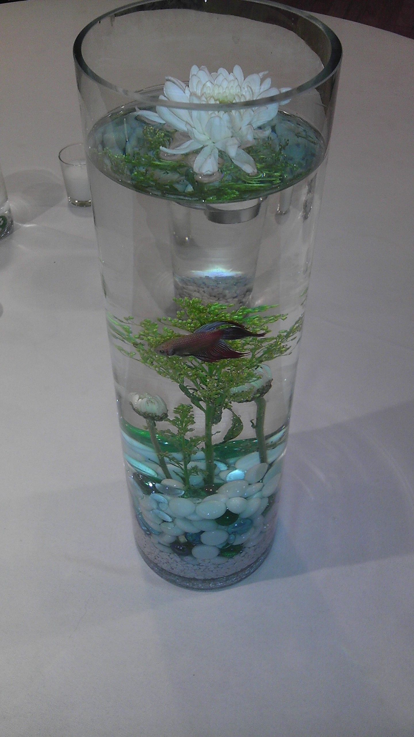 Centerpiece made with live betta fish Fish centerpiece, Wedding