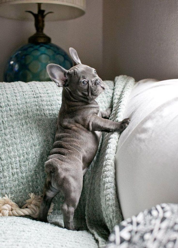 Lifewithfrenchie Frenchie Love Hug Mansbestfriend