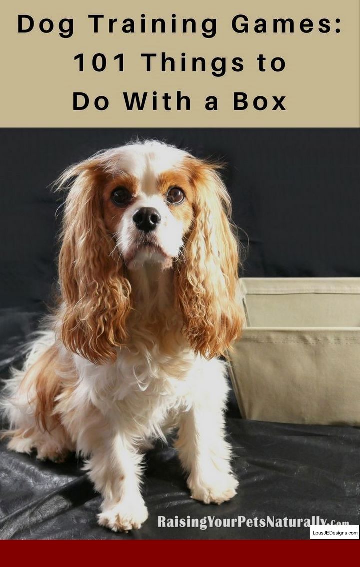 Tips For Potty Training Older Dogs And Pics Of How To Train A Shy