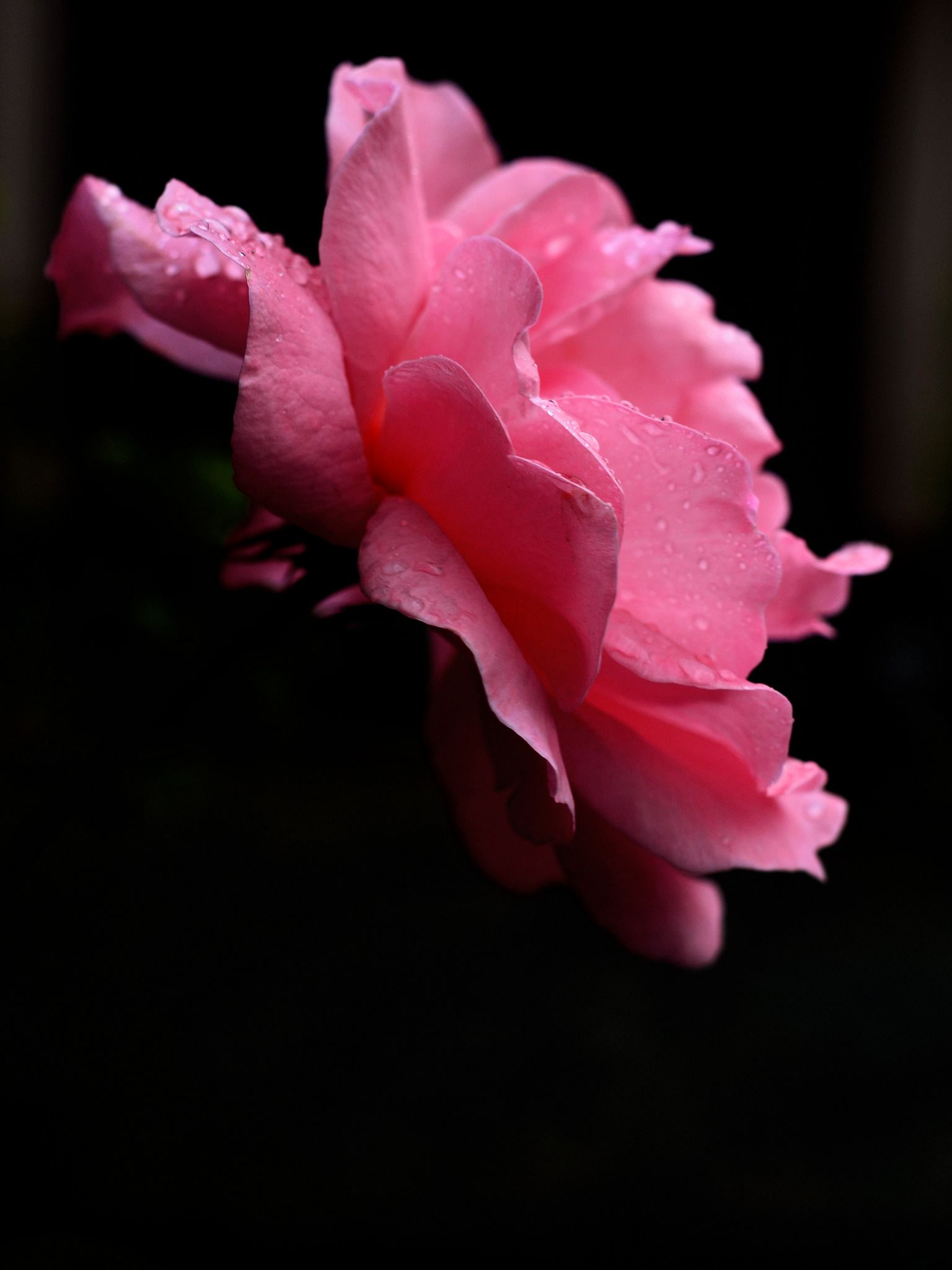 Rose Hama Mirai In The Rain 雨に濡れる薔薇 Rose Flowers Photo Rose Hama Mirai In The Rain 雨に濡れる薔薇 Rose Flowers Photo