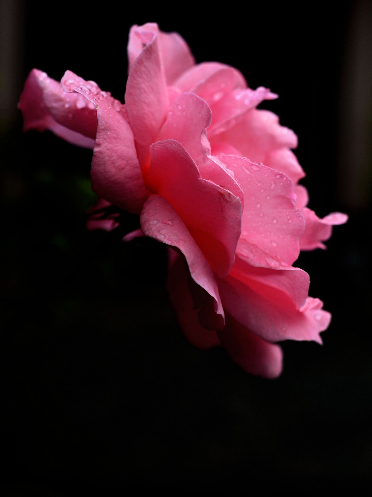 Rose Hama Mirai In The Rain 雨に濡れる薔薇 Rose Flowers Photo