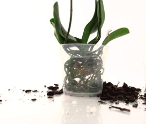 What Is The Ideal Pot Size For Phalaenopsis Orchids What Is The Ideal Pot Size For Phalaenopsis Orchids