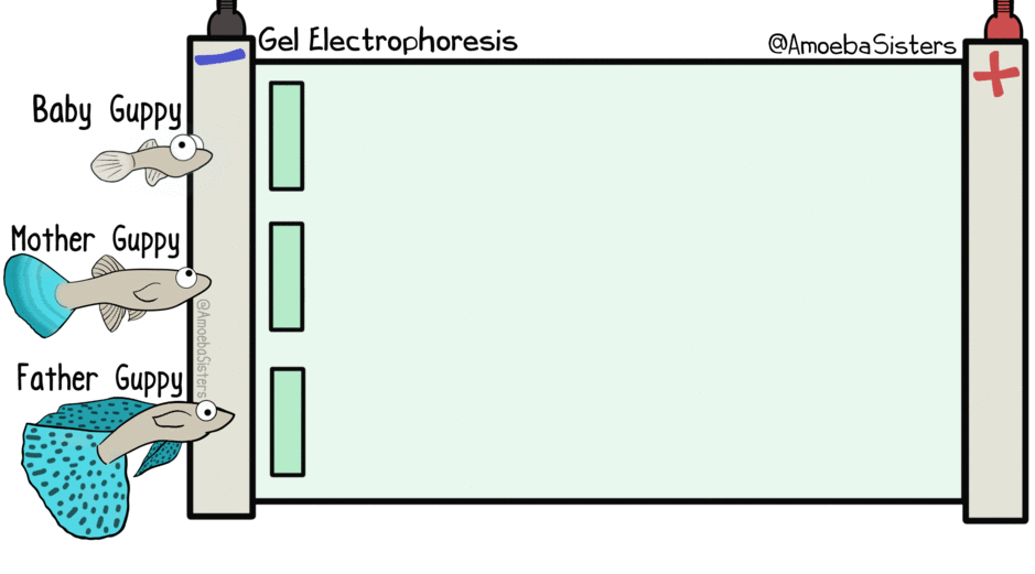 gel electrophoresis gif by the amoeba sisters consider electrophoresis vs paper chromatography venn diagram