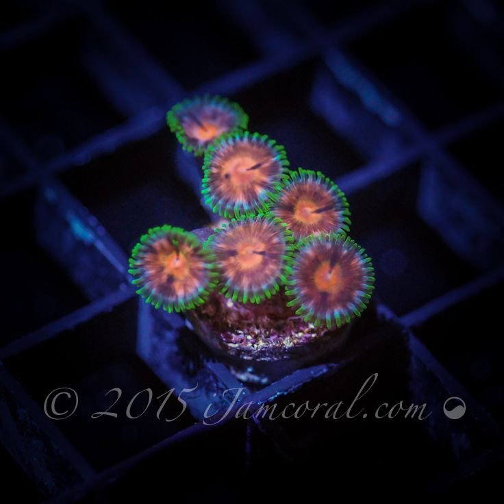 peach melba zoanthids ijamcoral