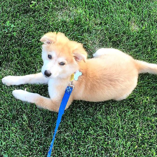 These New Dog Cross Breeds Don T Look Real But Are Dog Crossbreeds Golden Retriever Husky Mixed Breed Dogs