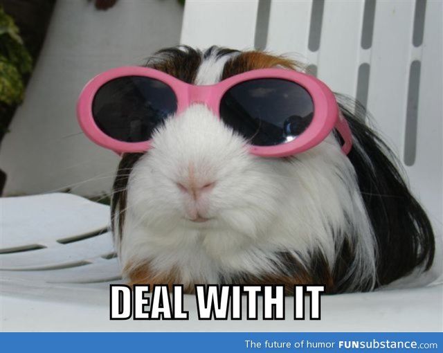 I think I like guinea pigs too much. Impossible!!!! ...........click here to find out more http://googydog.com Baby Animals, Funny Animals, Cute Animals, Hamsters, Rodents, Chinchillas, Memes Lol, Guniea Pig, Cute Guinea Pigs