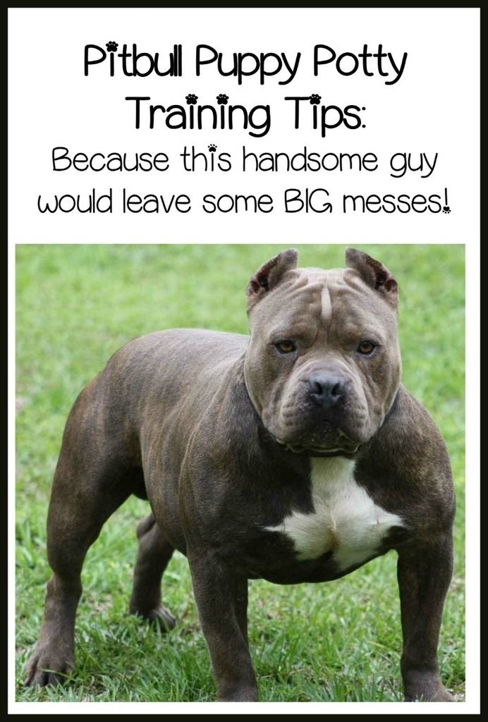 Pitbull Puppy Training Tips Quick And Easy Potty Training