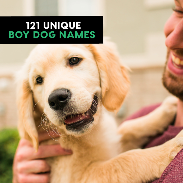 Check out our list of 121 unique boy dog names. You'll find some pop culture references, extremely unique names, and some classics. Read now! Goldendoodle Names, Boy Dog Names, Golden Retriever Names, Choosing A Dog, Dog List, Name List, Pop Culture References, Same Love, Unique Names