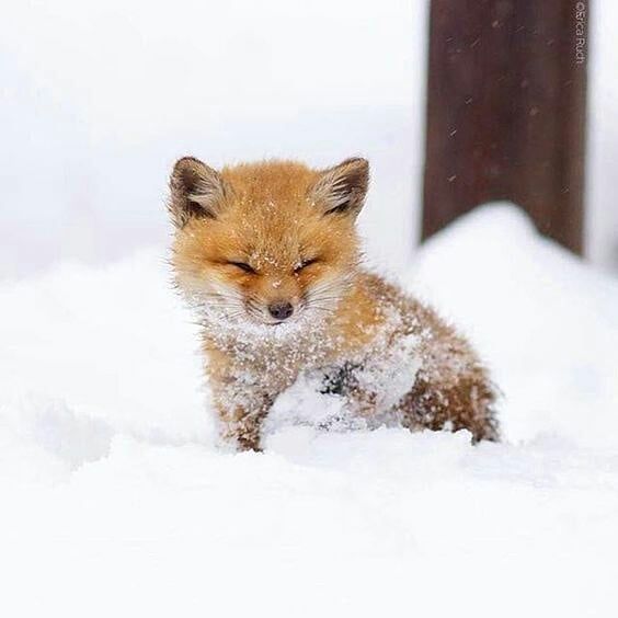 65 Baby Animals That Can Fill Your Heart With Joy #picturesofbabyanimals