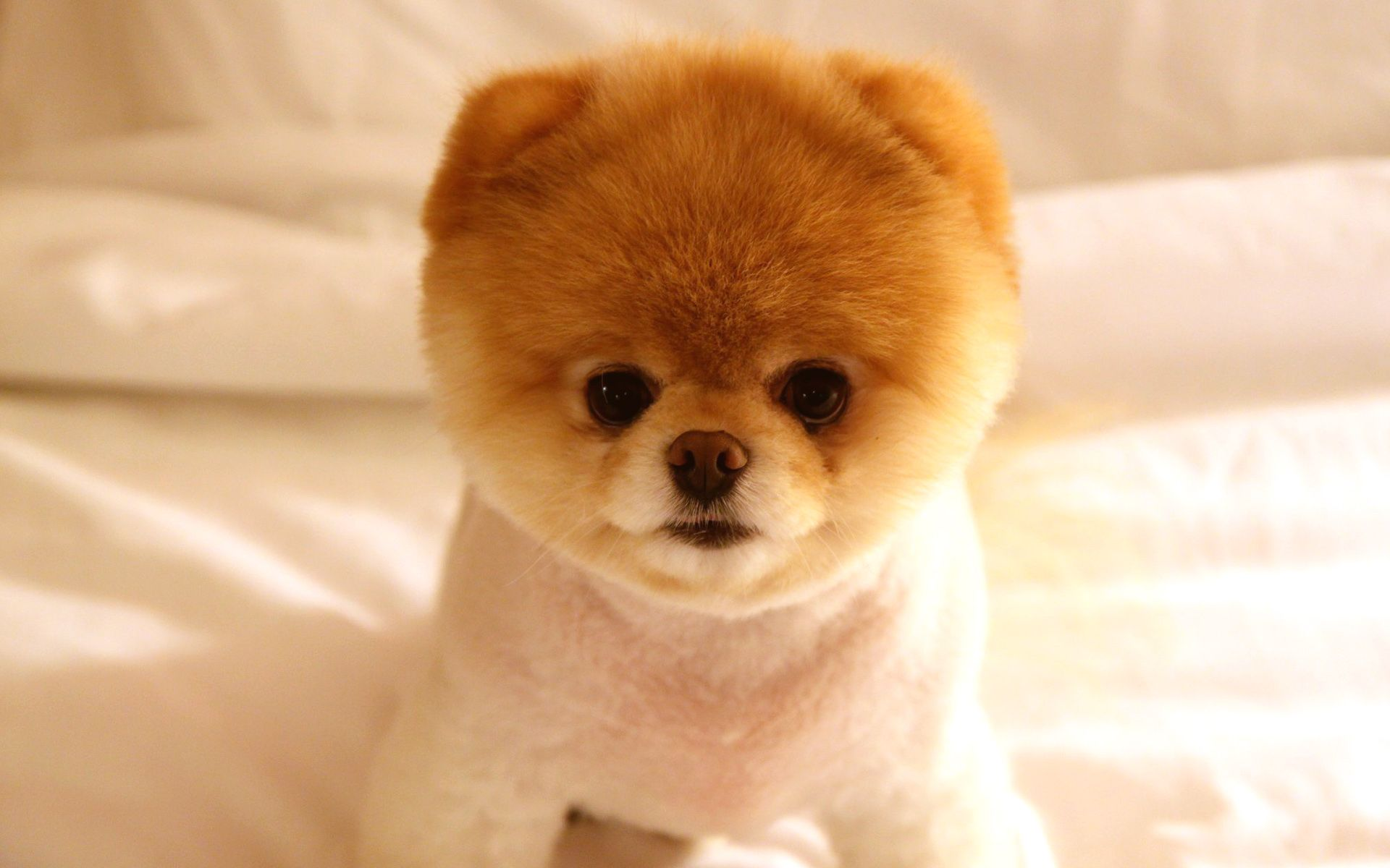 Cute Puppies Wallpaper Hd 2021 Live Wallpaper Hd Cute Puppy Wallpaper Cute Dog Beds Pomeranian Puppy